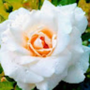 Meet your Posher, Jazzy